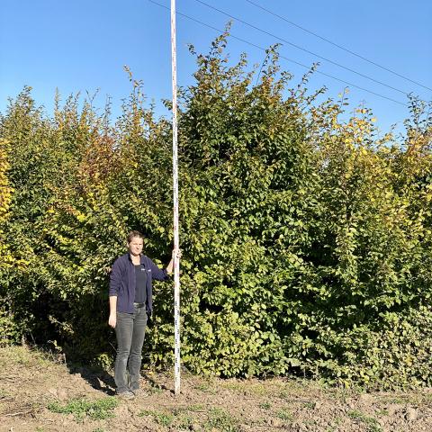 Carpinus betulus │ 2 kmeny